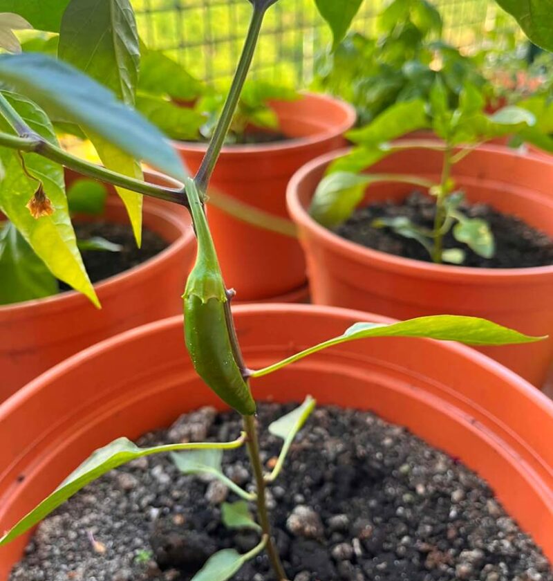 Chili öntözés kiemelt kép